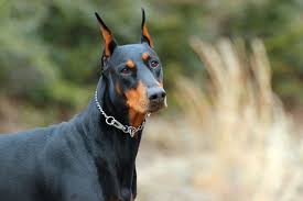 Dobermann