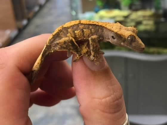 Crested Gecko